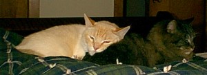 An old picture of Camus the cat taking a nap on our dear old man...