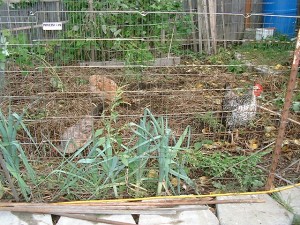 The girls at work...clearing land and turning refuse into delicious eggs...