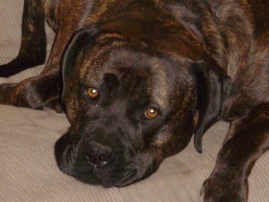 104lbs of couch surfin' lap dog...he needed a truck all his own...